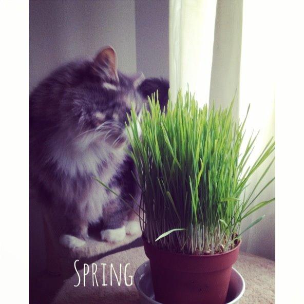 Norsk Skovkat Nova billede 15