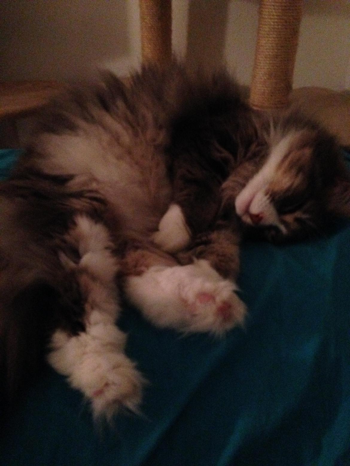 Norsk Skovkat Nova billede 17