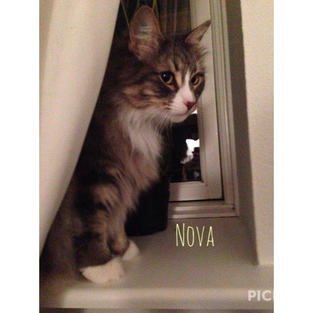 Norsk Skovkat Nova billede 16