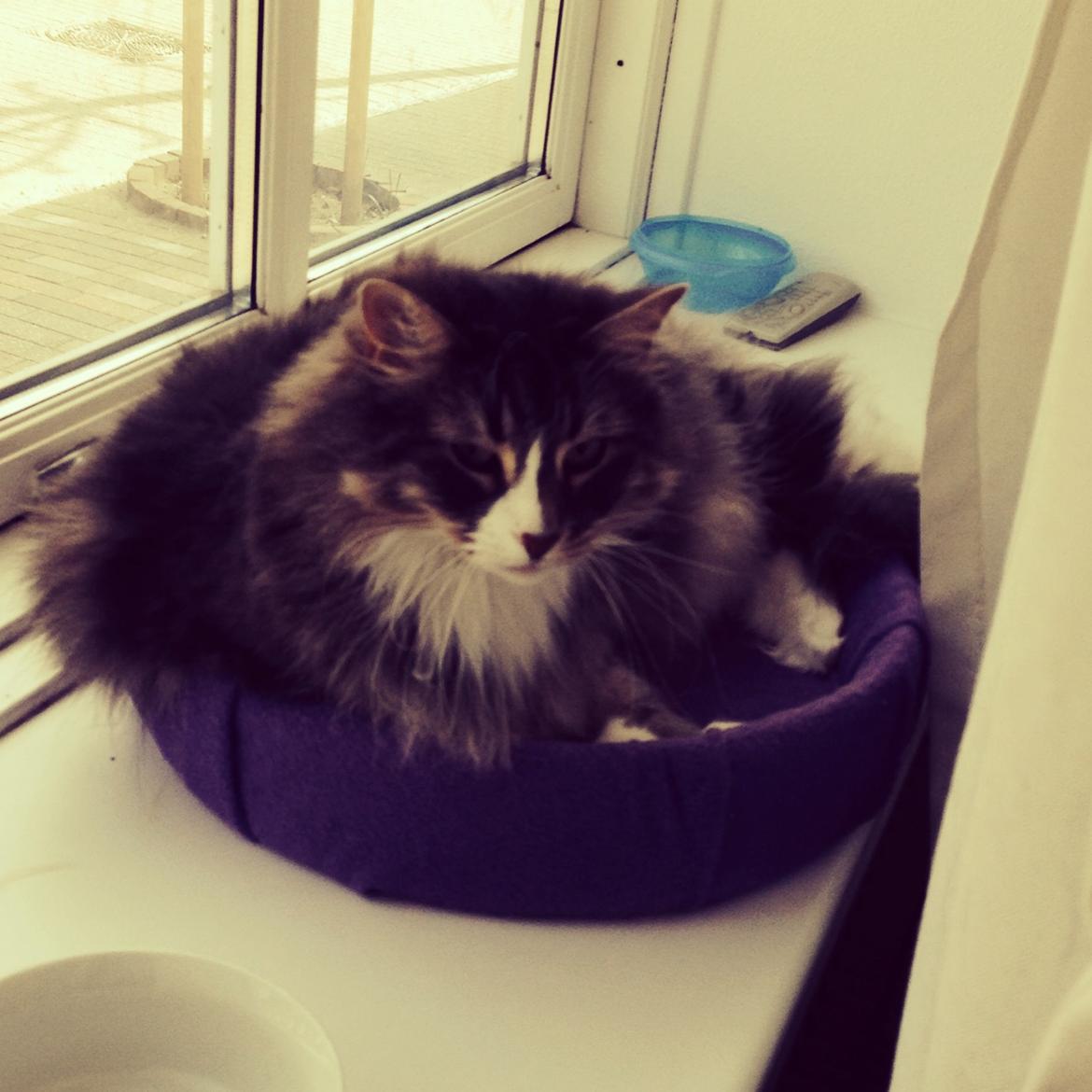 Norsk Skovkat Nova billede 18