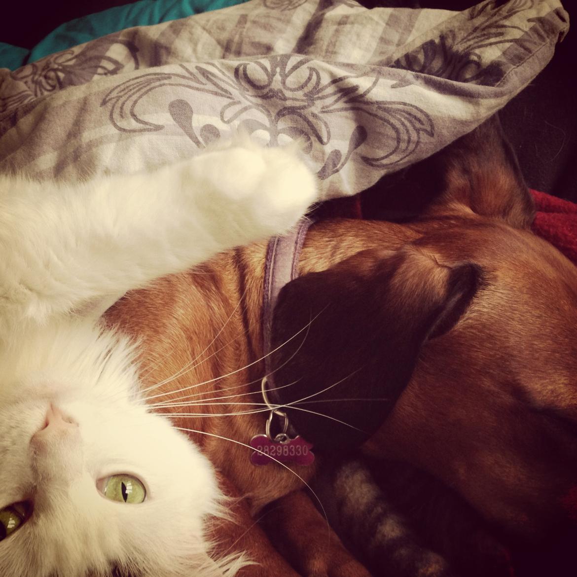 Blanding af racer Idun billede 7