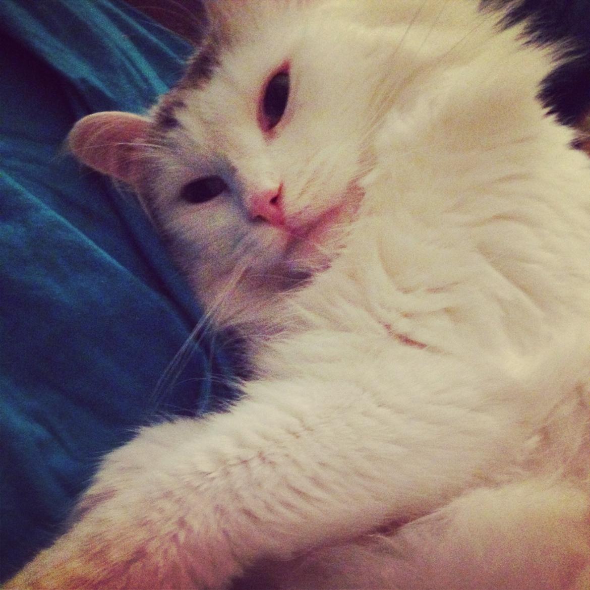 Blanding af racer Idun billede 9