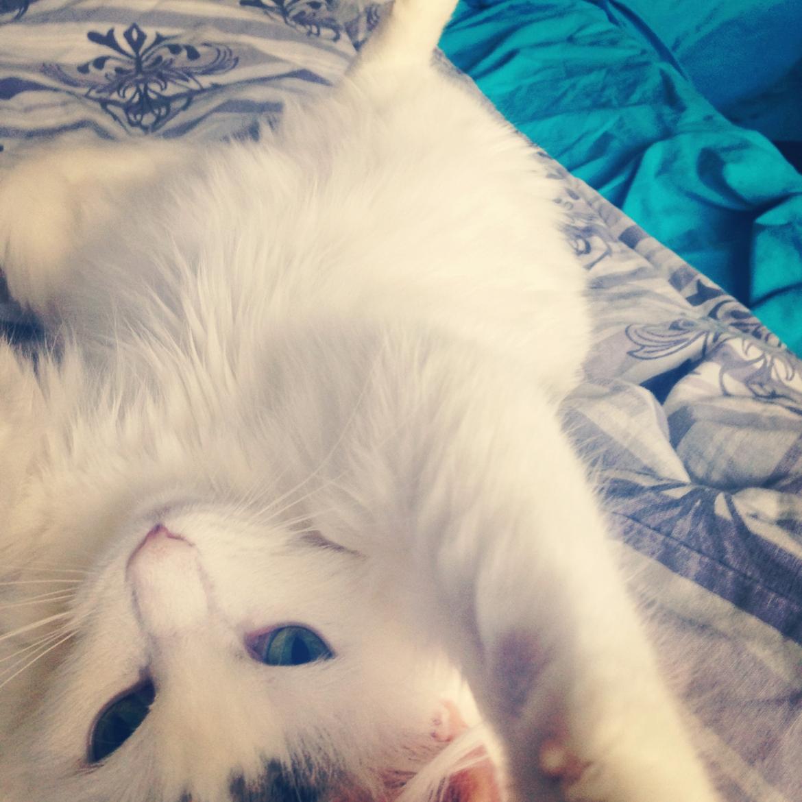 Blanding af racer Idun billede 8