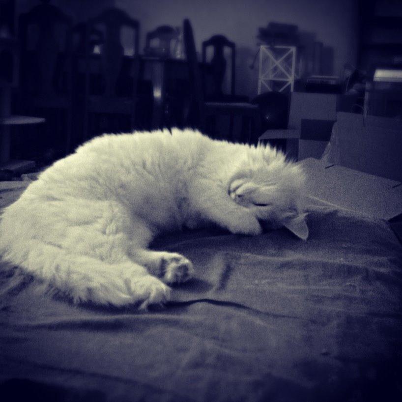 Blanding af racer Idun billede 10