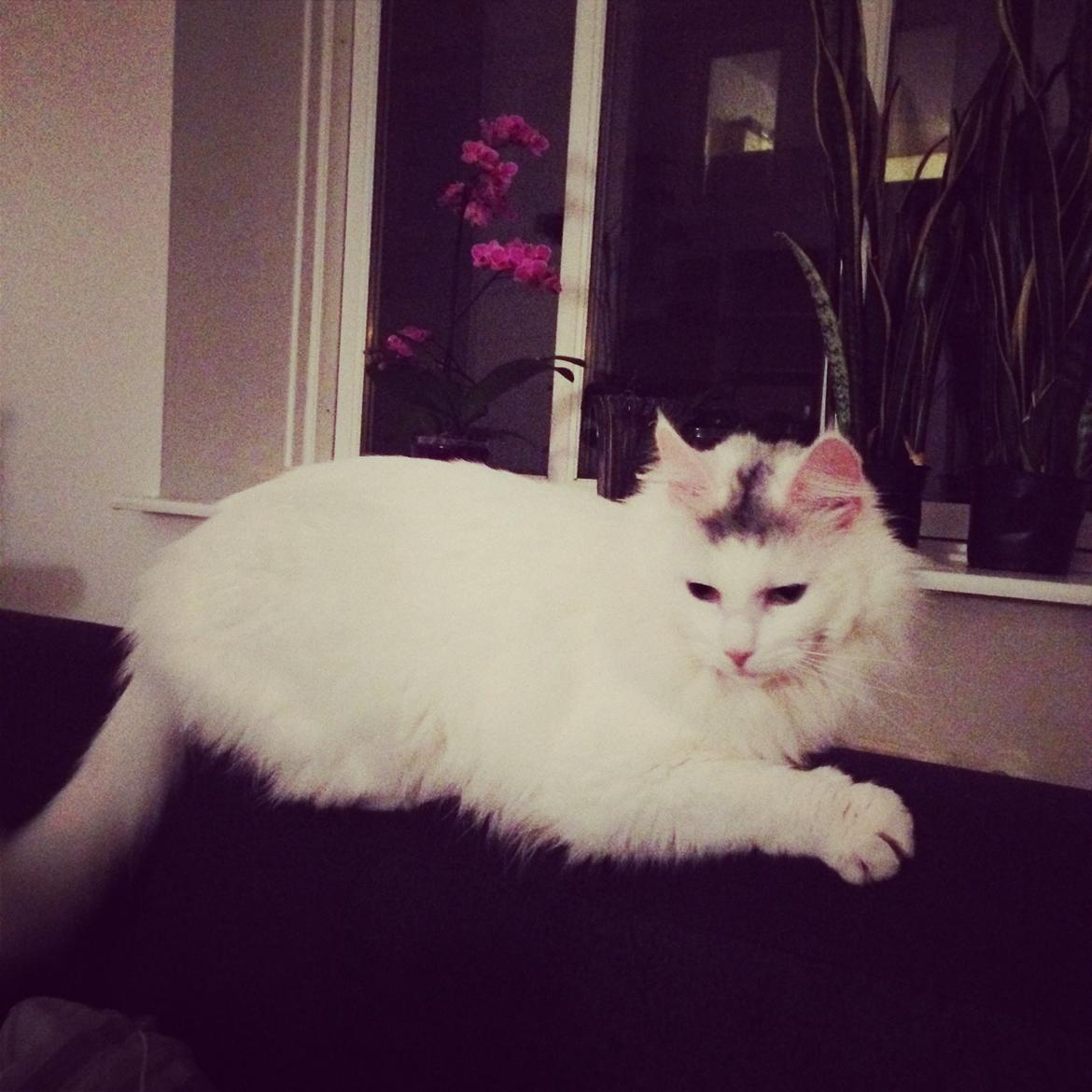 Blanding af racer Idun billede 12