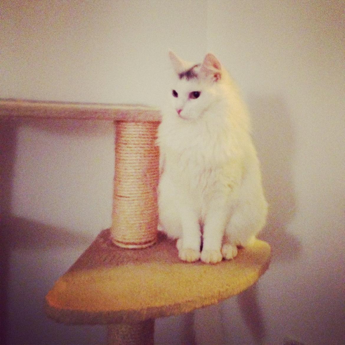 Blanding af racer Idun billede 11