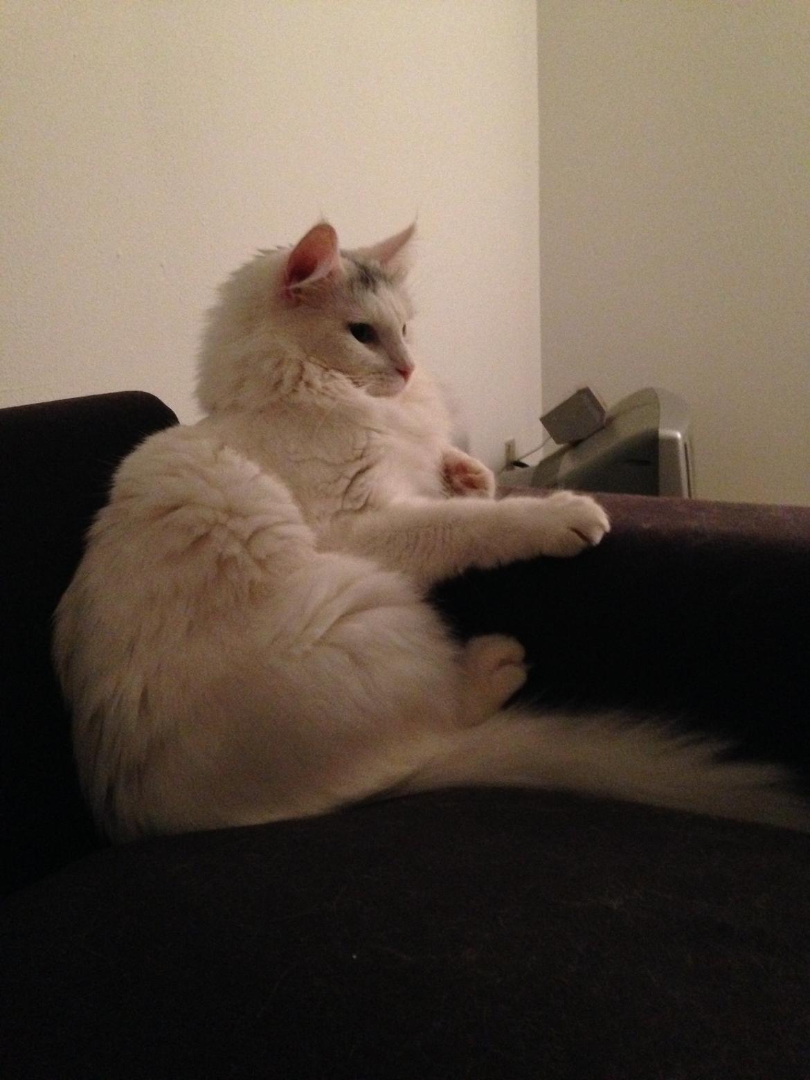 Blanding af racer Idun billede 13