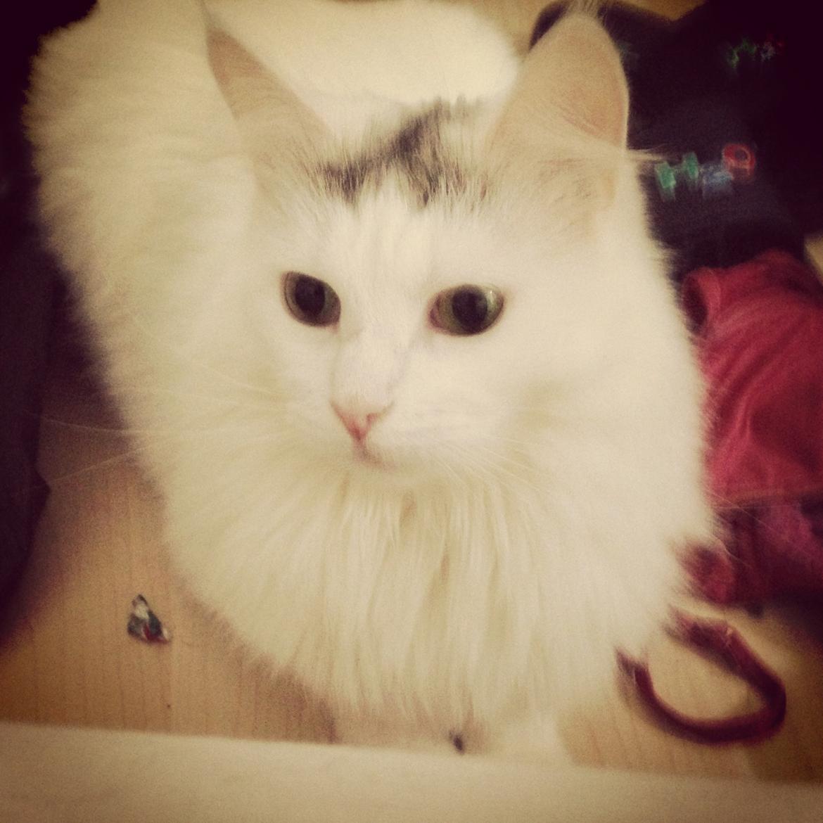 Blanding af racer Idun billede 14