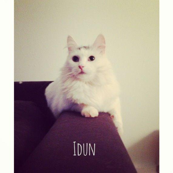 Blanding af racer Idun billede 15