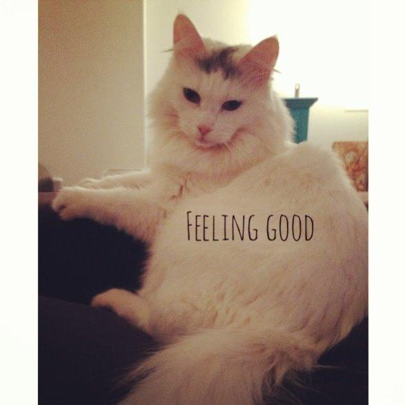 Blanding af racer Idun billede 16