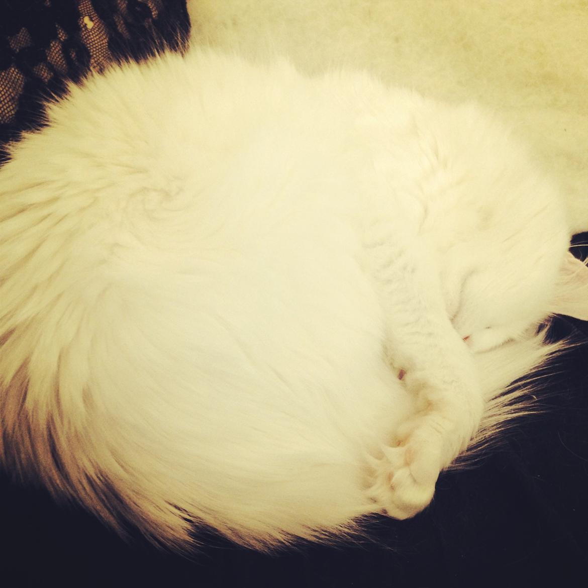 Blanding af racer Idun billede 17