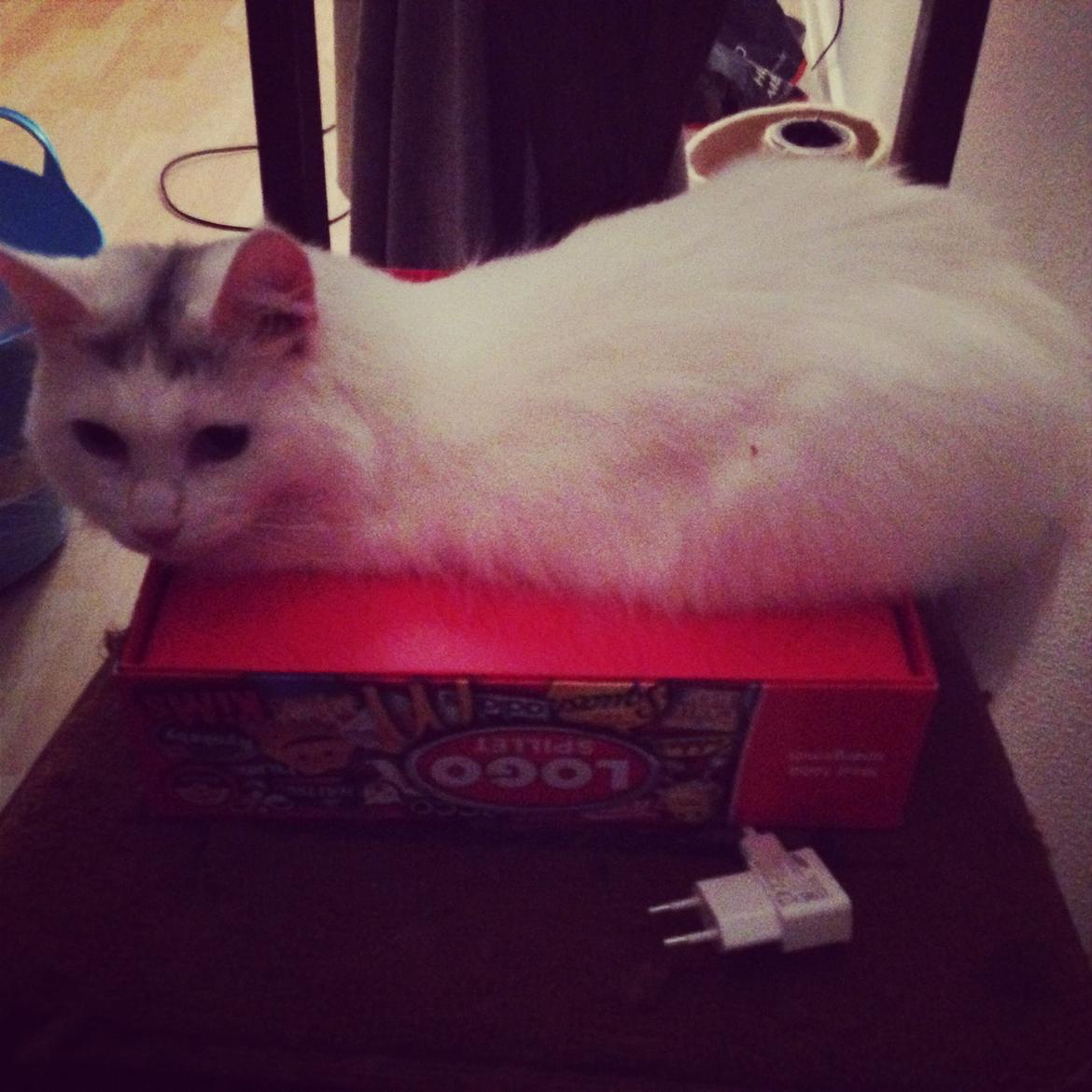 Blanding af racer Idun billede 19