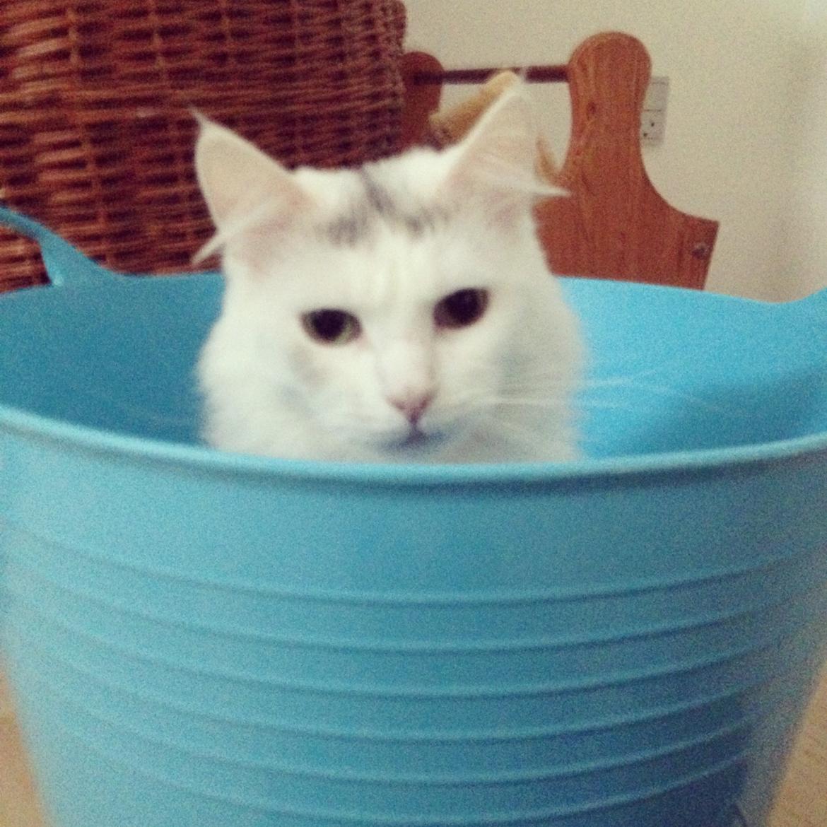 Blanding af racer Idun billede 18