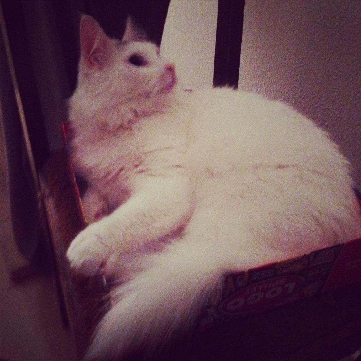 Blanding af racer Idun billede 20