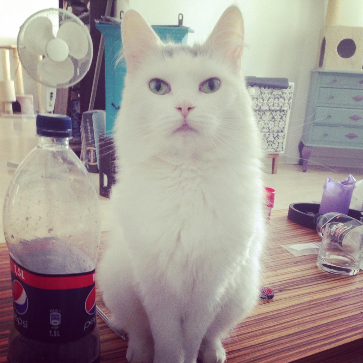 Blanding af racer Idun billede 1