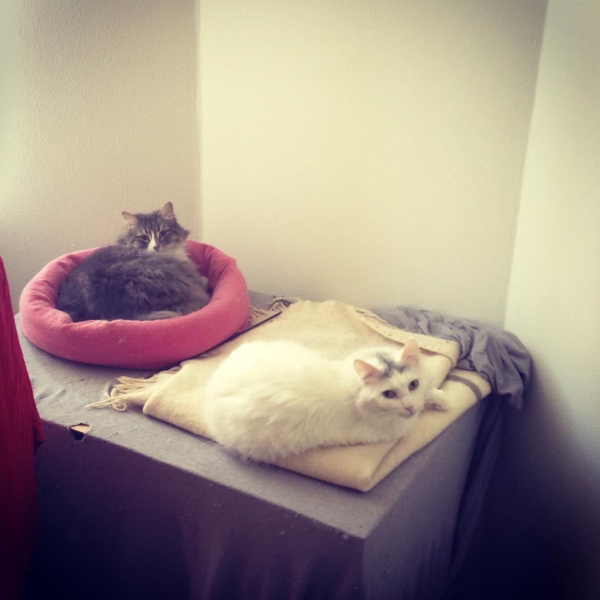 Blanding af racer Idun billede 21