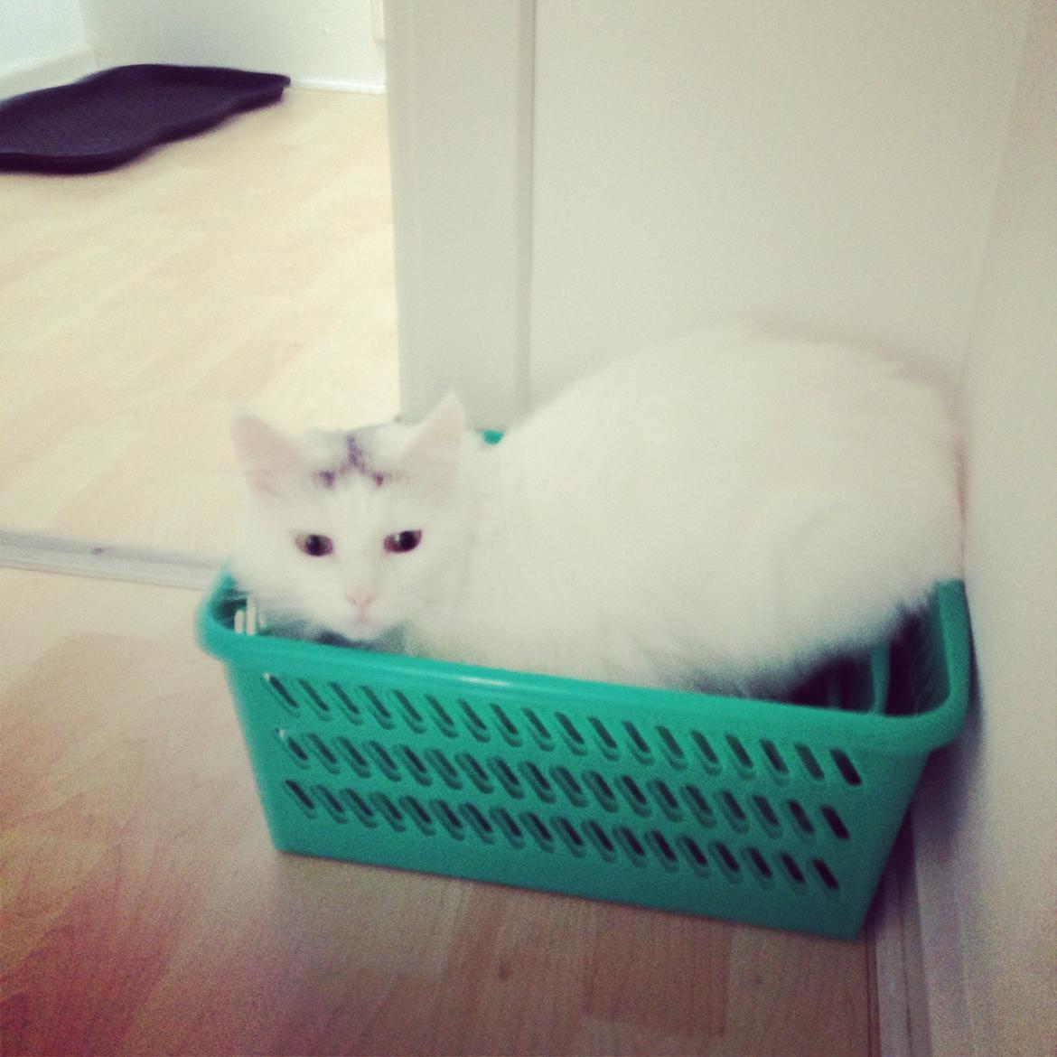 Blanding af racer Idun billede 22