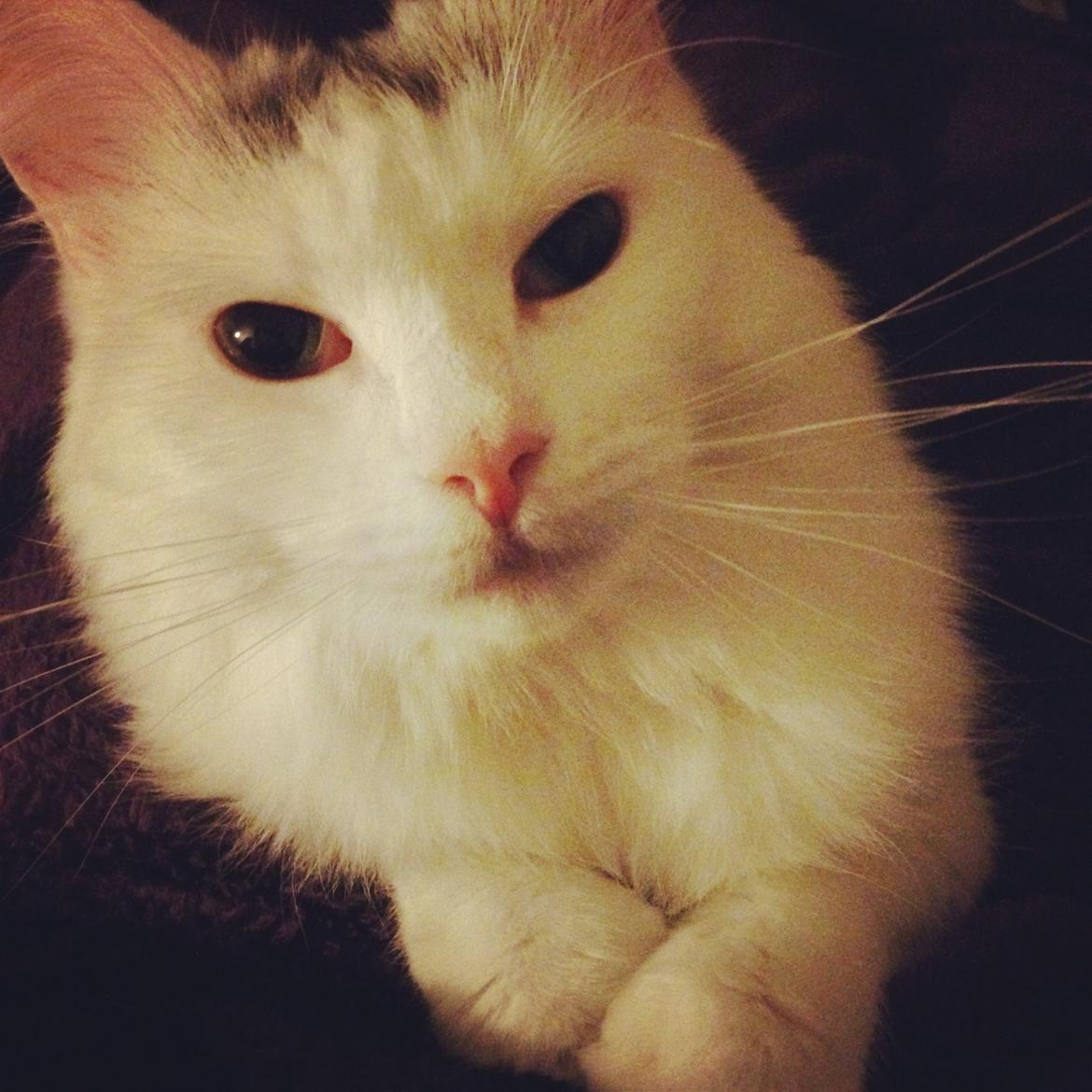 Blanding af racer Idun billede 25