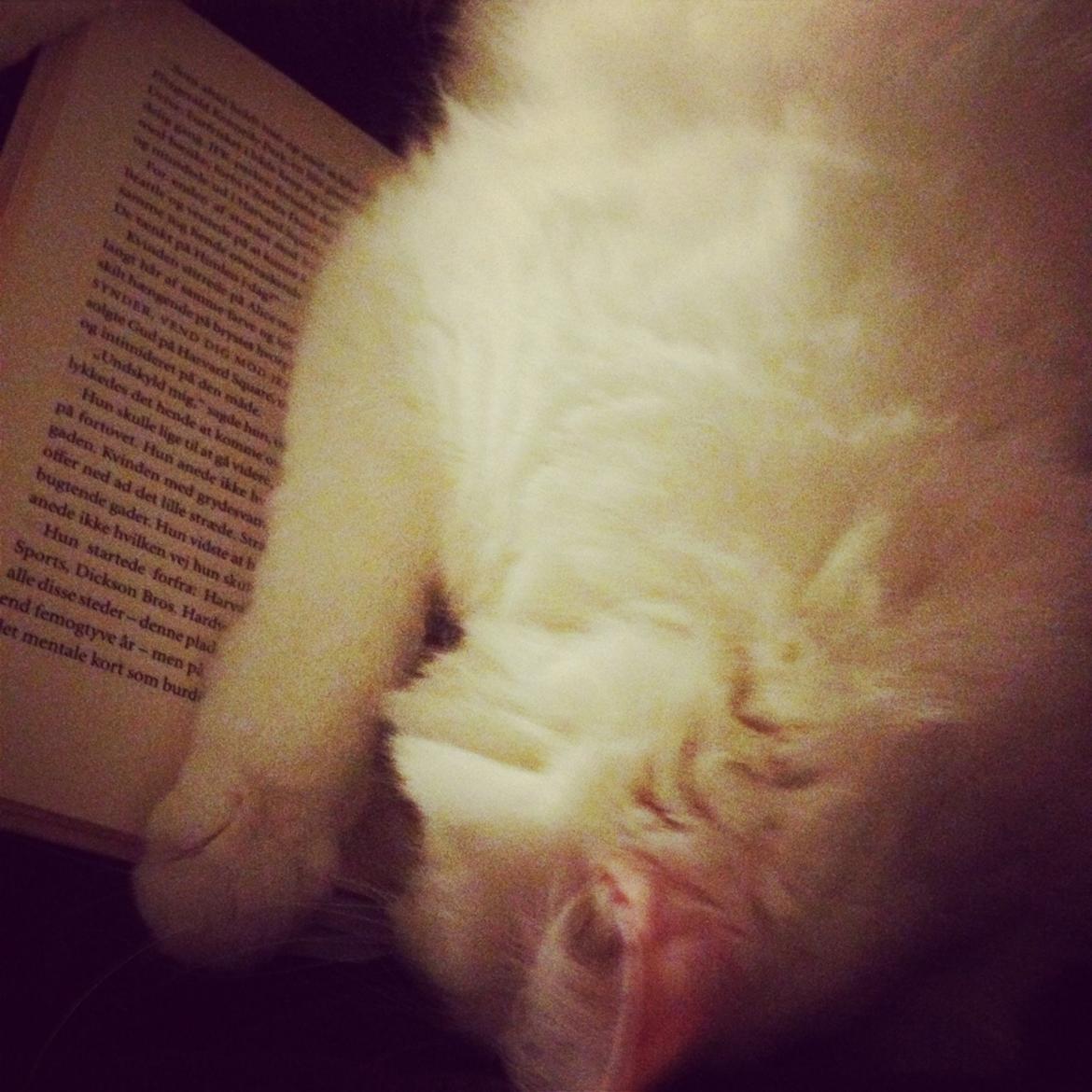 Blanding af racer Idun billede 24