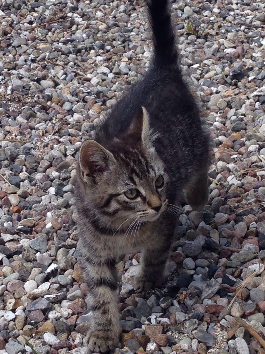 Huskat Ejner billede 2