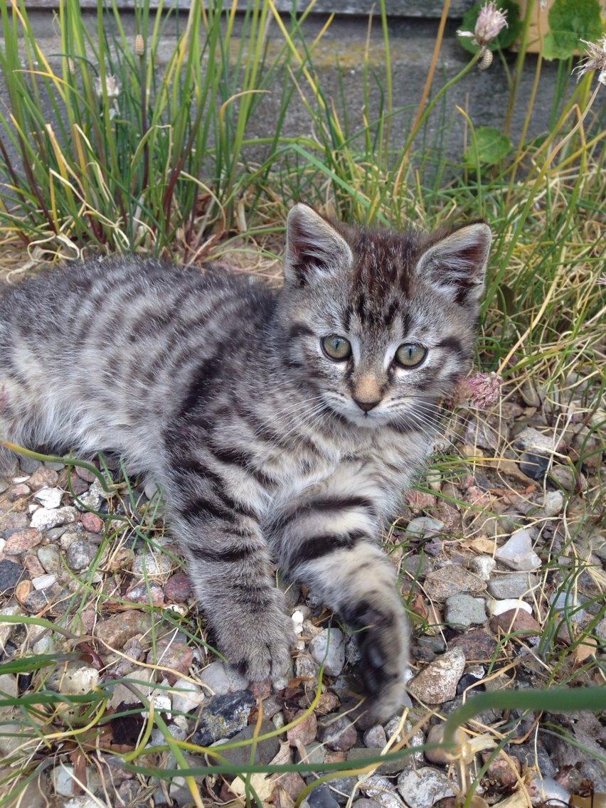 Huskat Ejner billede 1