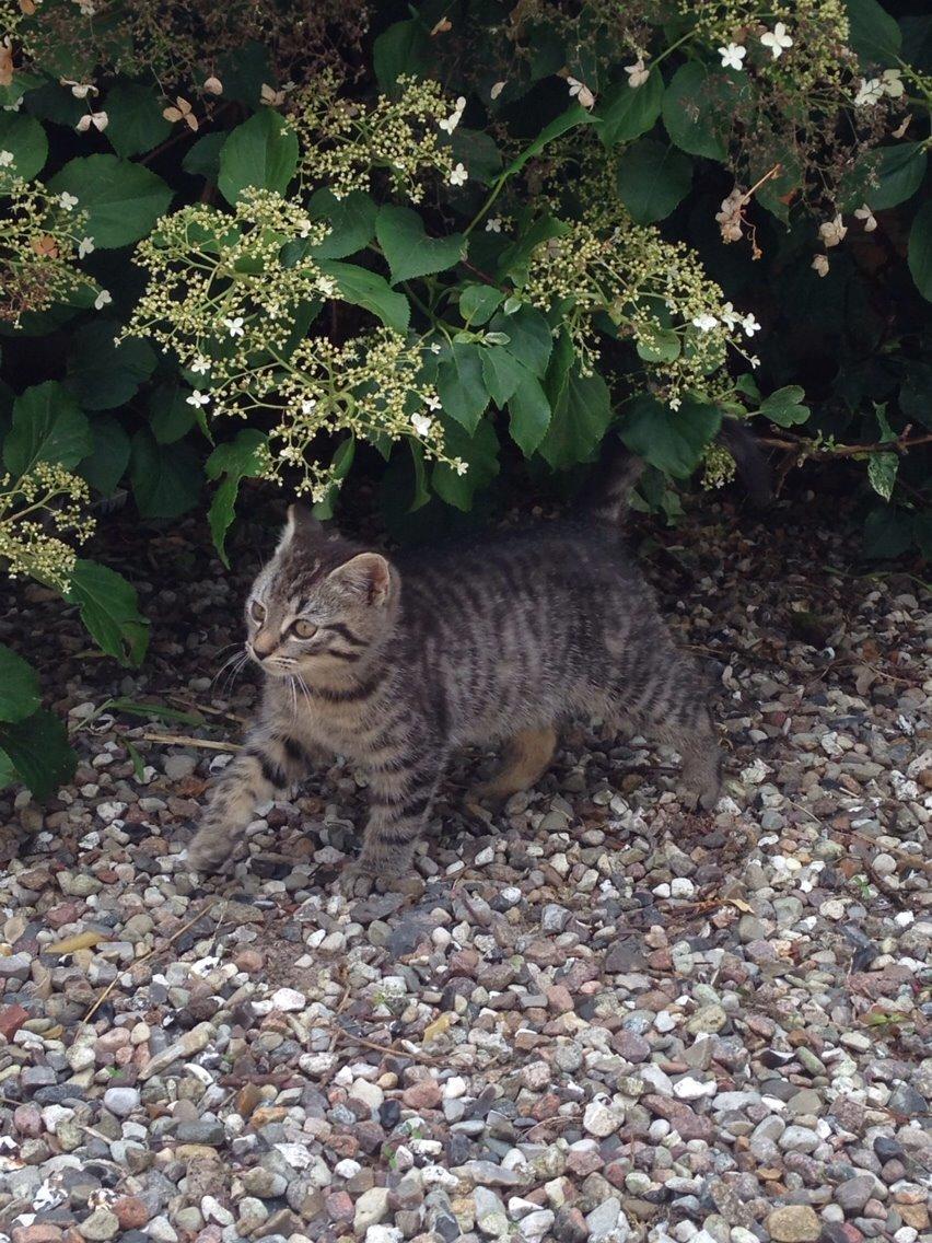 Huskat Ejner billede 3