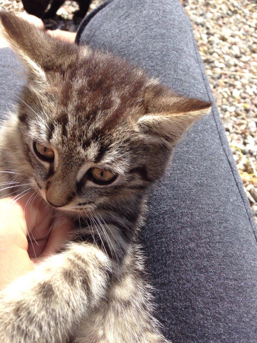 Huskat Ejner billede 4