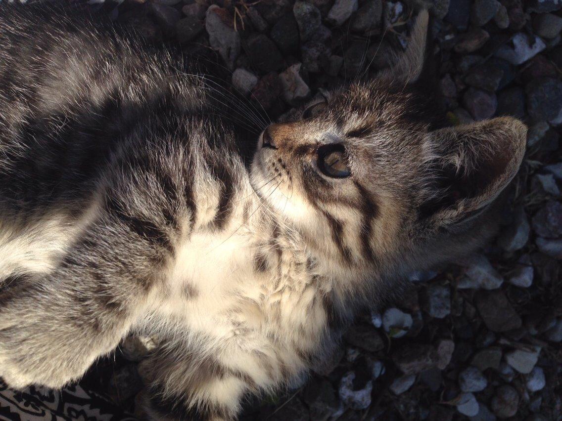 Huskat Ejner billede 5