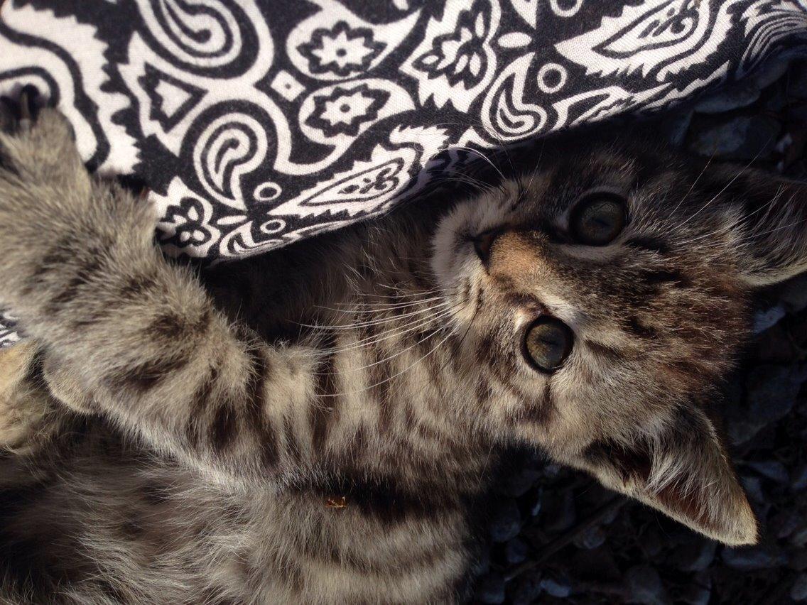 Huskat Ejner billede 6