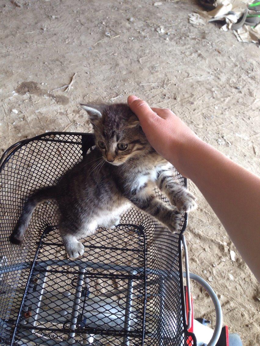 Huskat Ejner billede 7