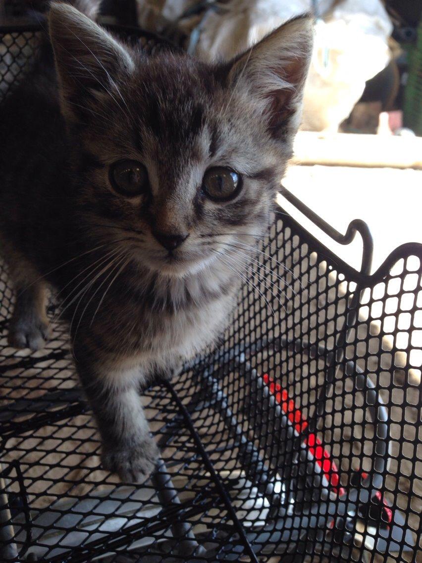 Huskat Ejner billede 8