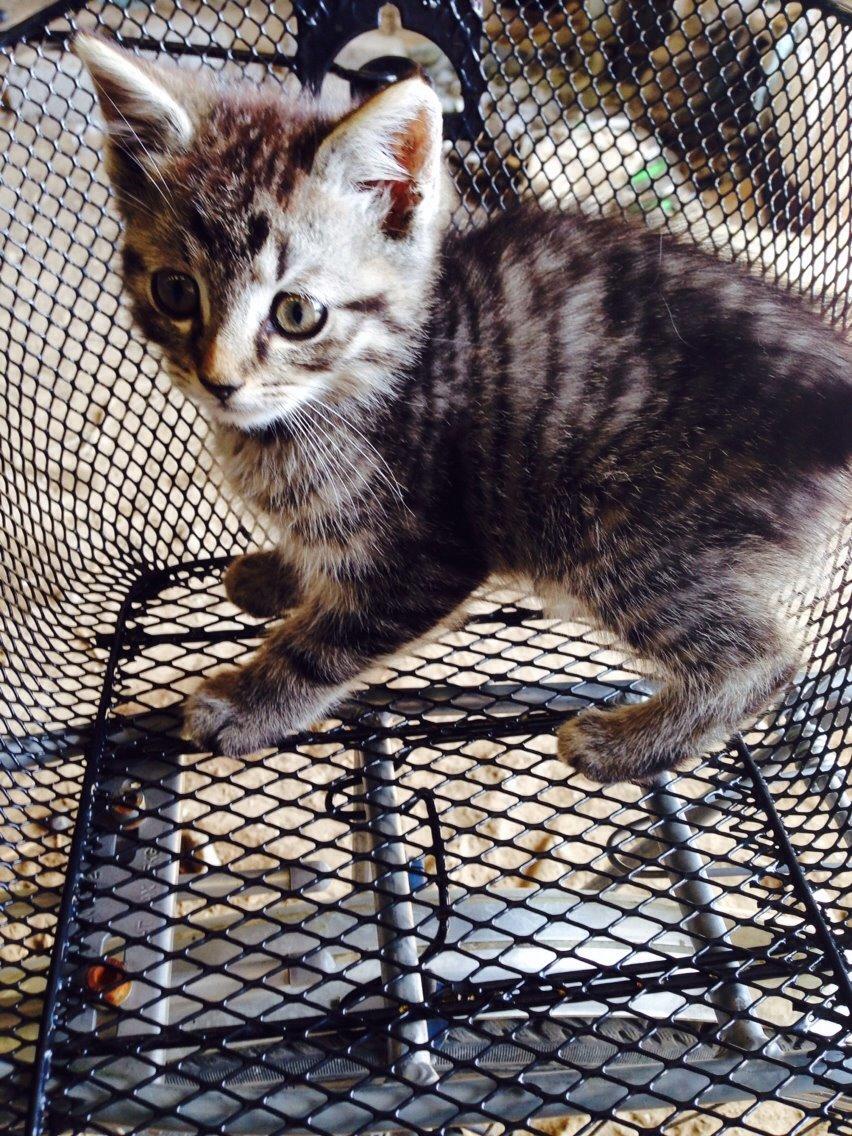 Huskat Ejner billede 9