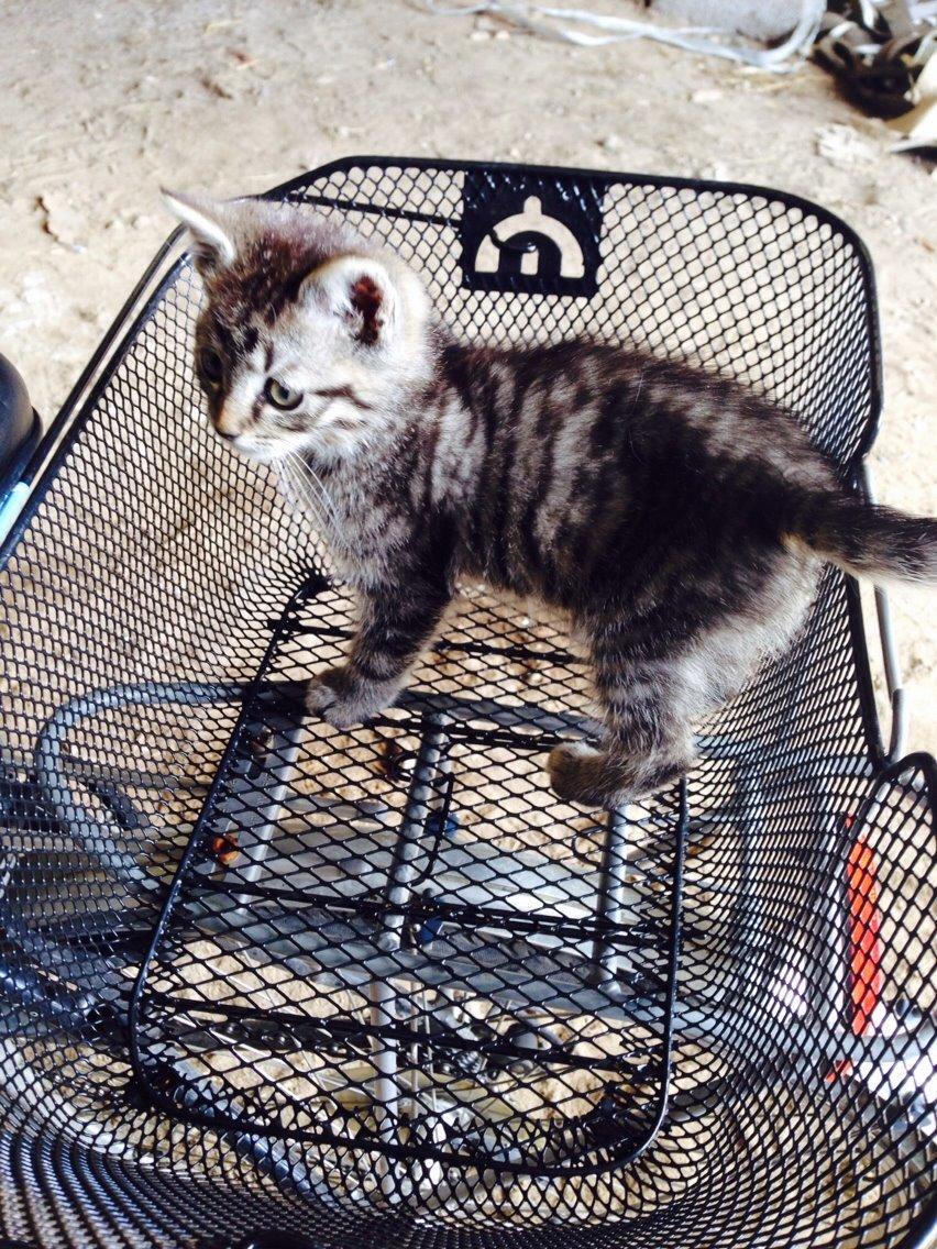 Huskat Ejner billede 10