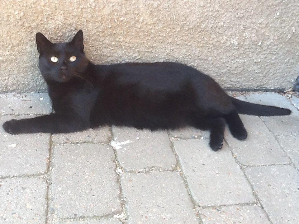 Huskat Misser billede 1