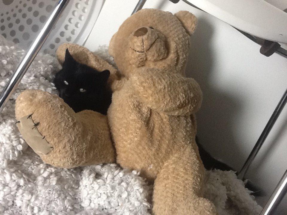 Huskat Misser billede 3