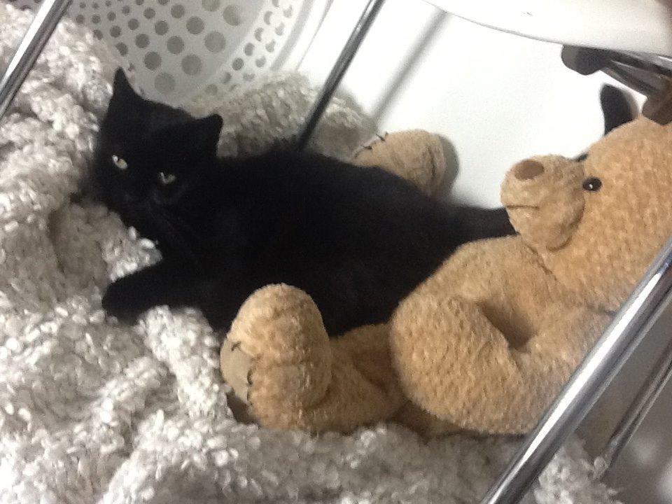 Huskat Misser billede 4