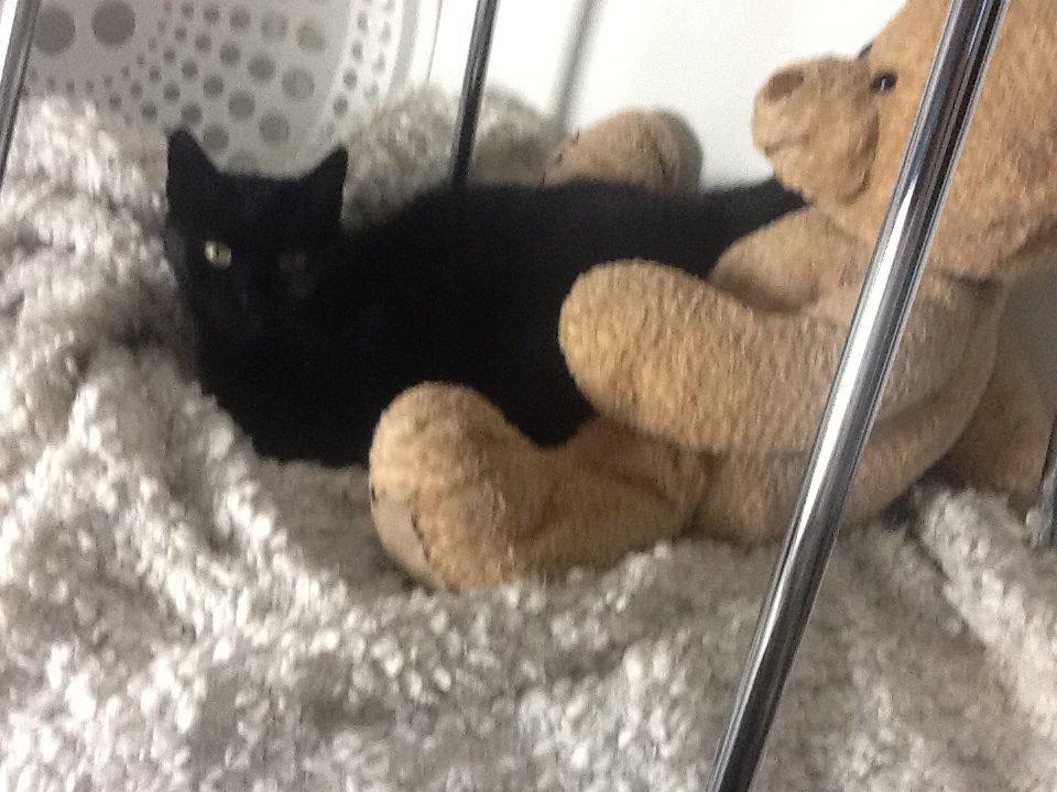 Huskat Misser billede 5