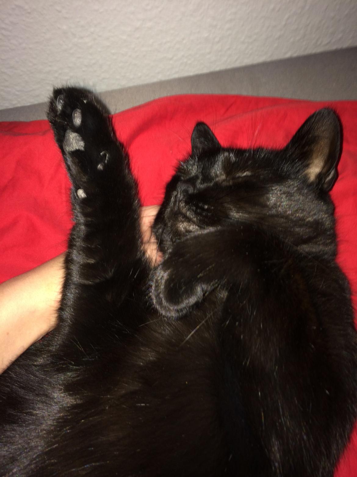 Huskat Misser billede 7