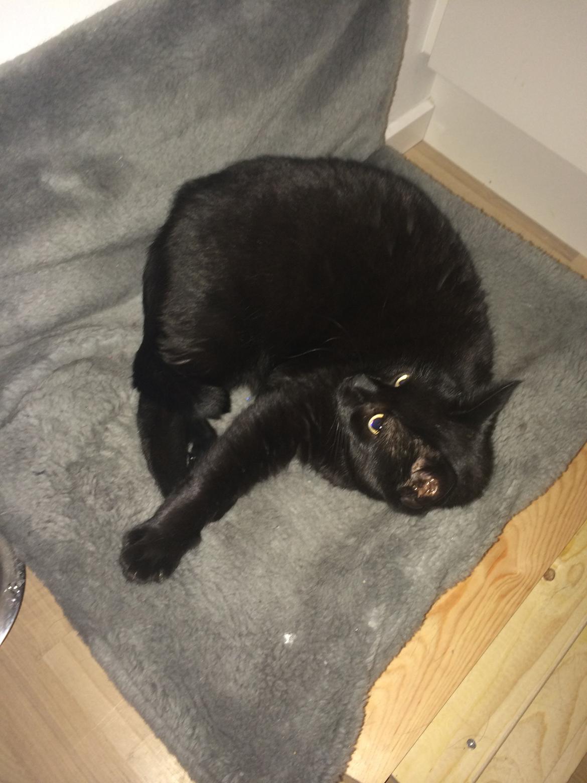 Huskat Misser billede 8