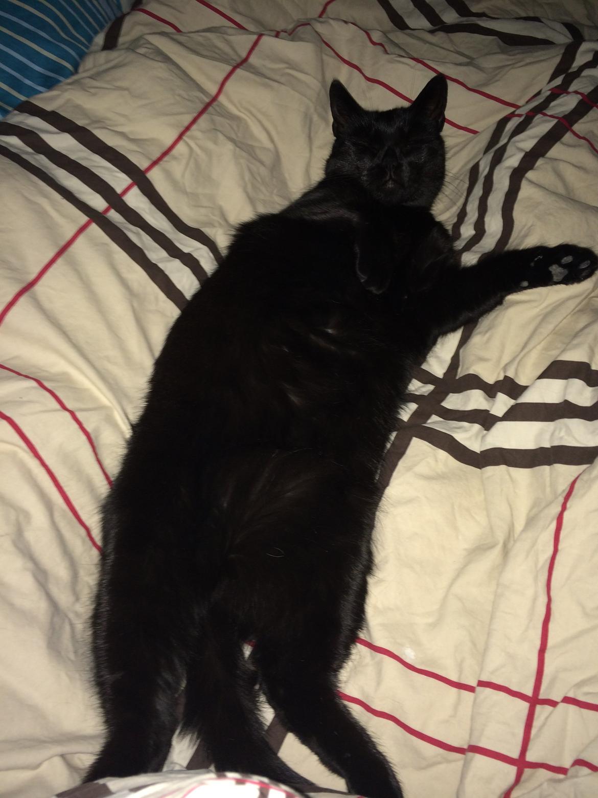 Huskat Misser billede 11