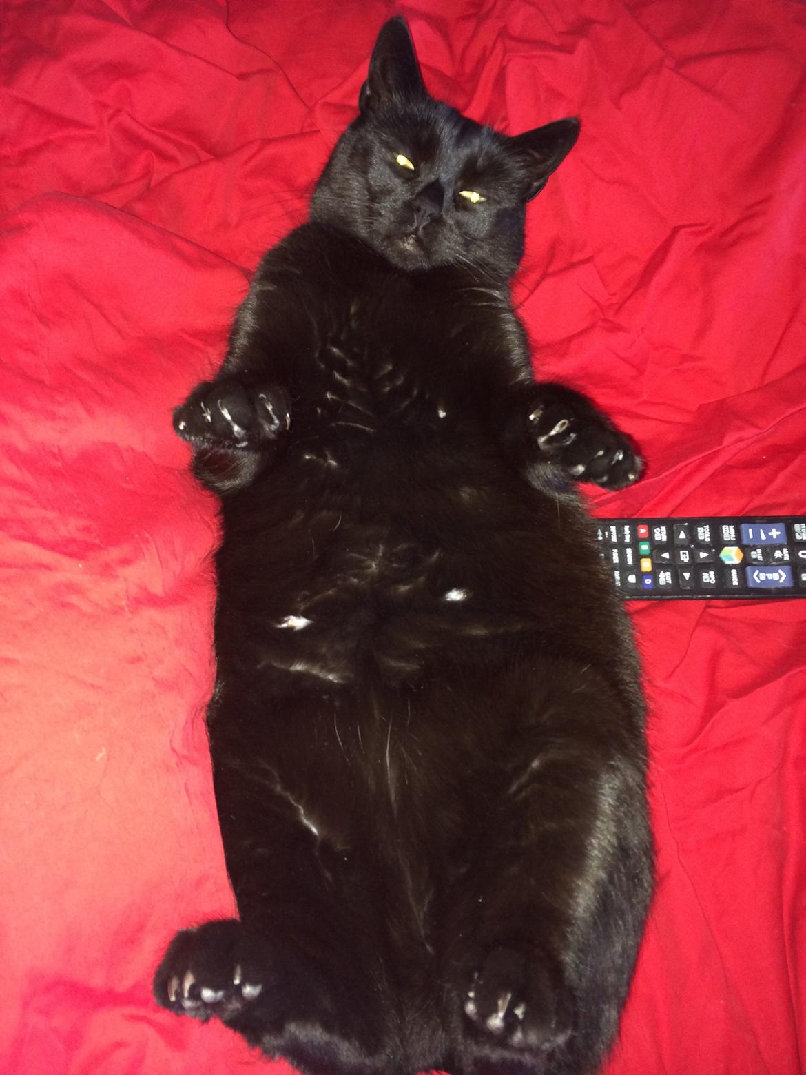 Huskat Misser billede 10