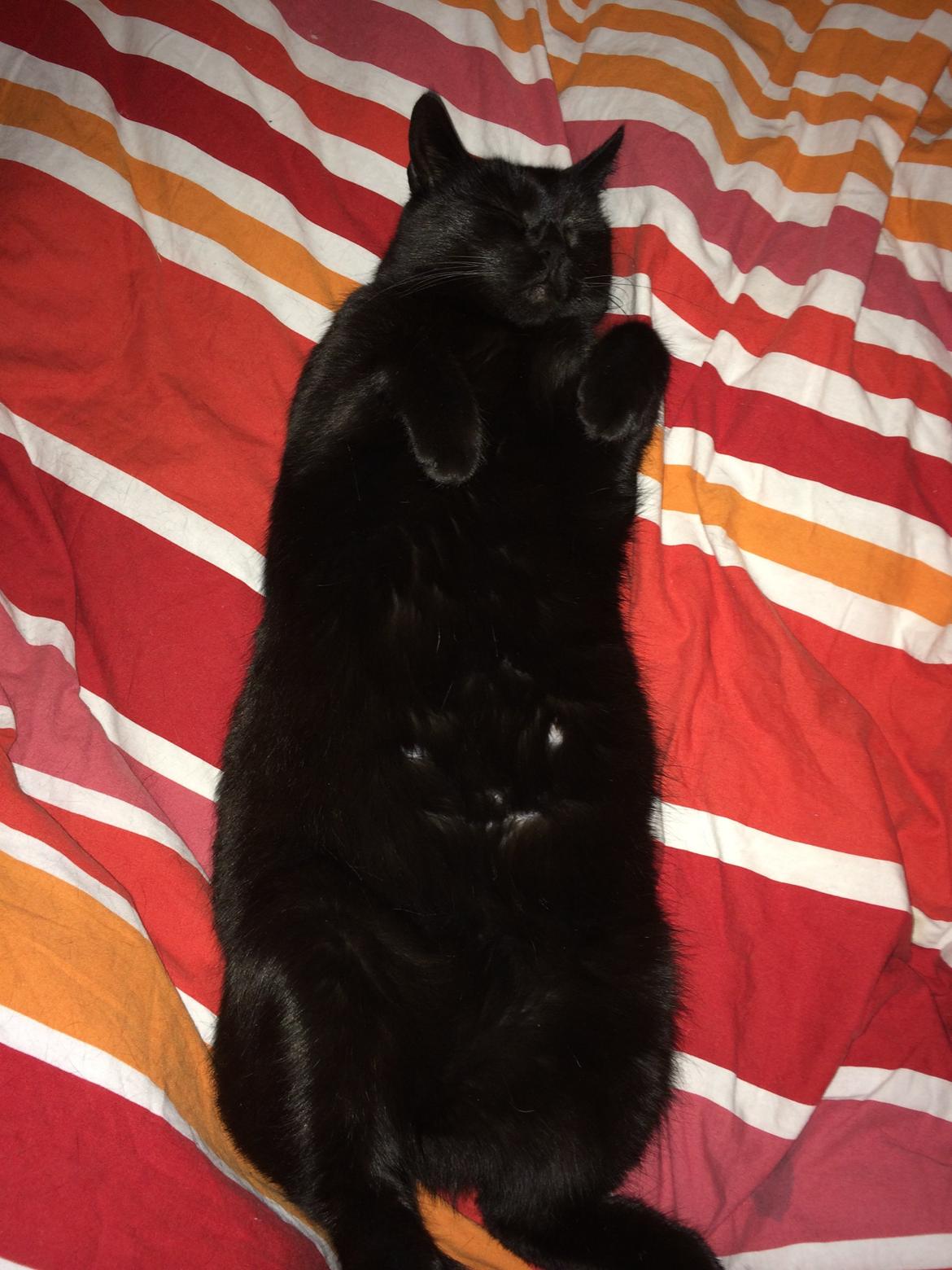 Huskat Misser billede 9