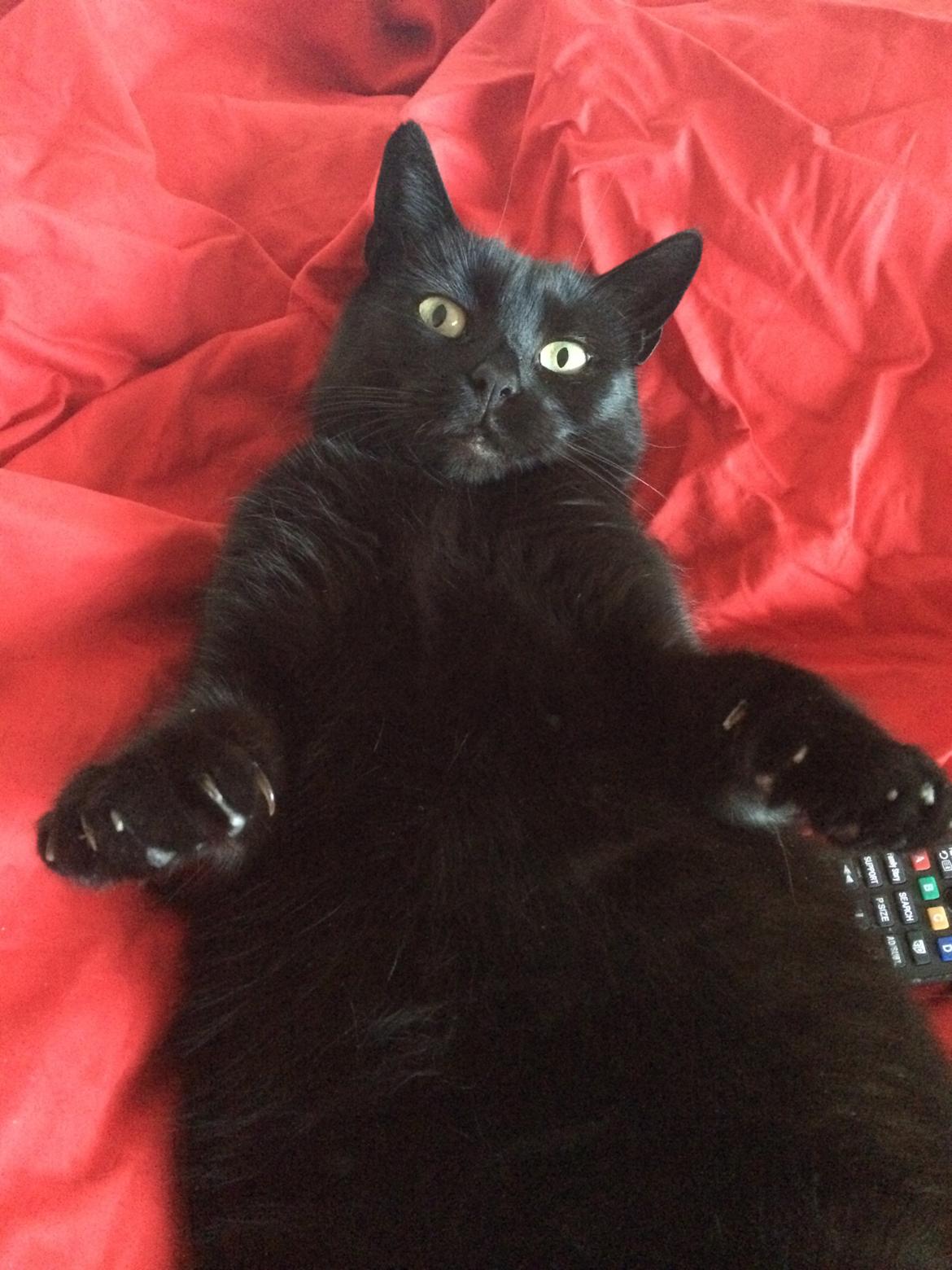 Huskat Misser billede 12