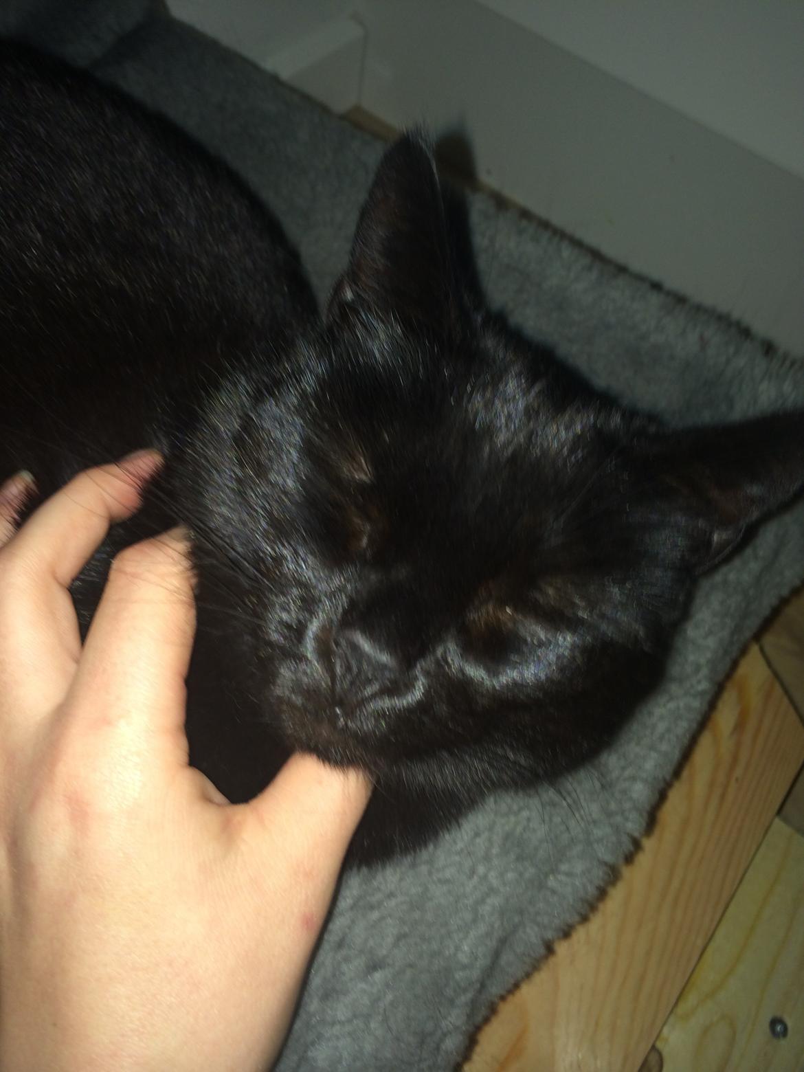 Huskat Misser billede 13