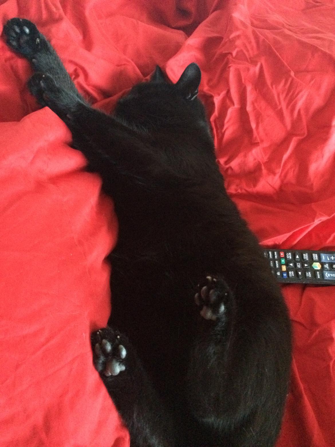 Huskat Misser billede 14