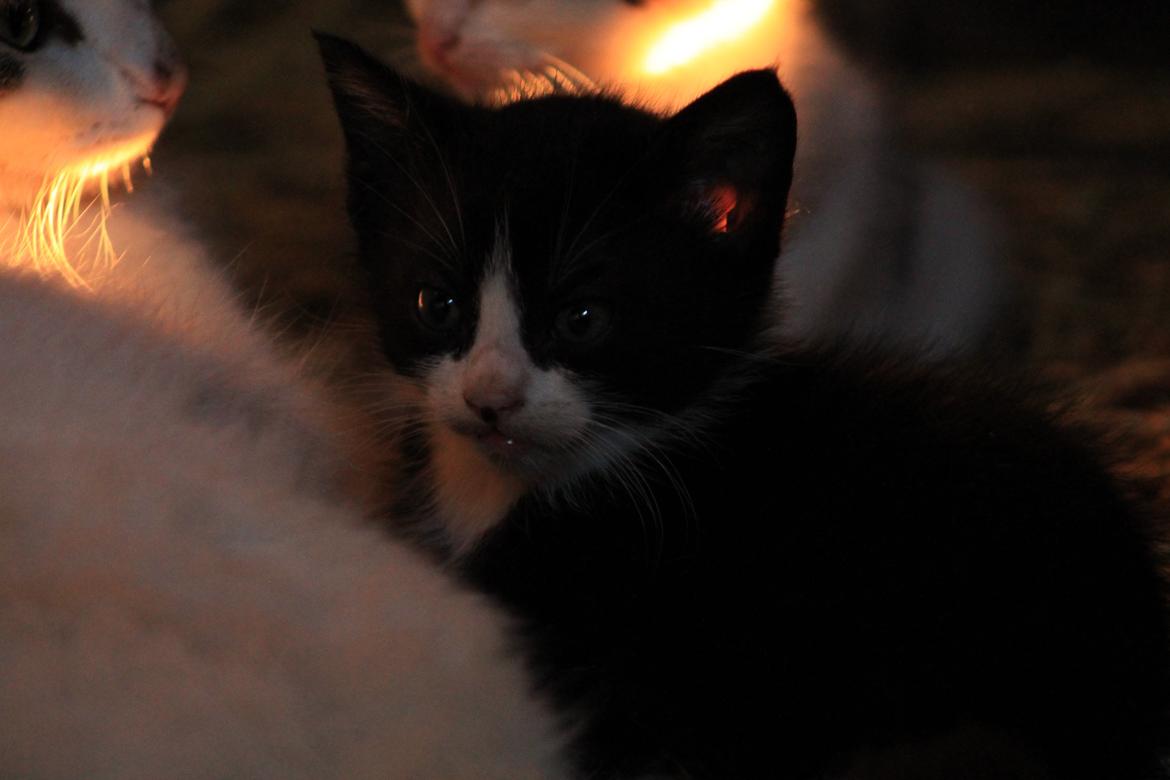 Huskat Figaro - 6 uger billede 2