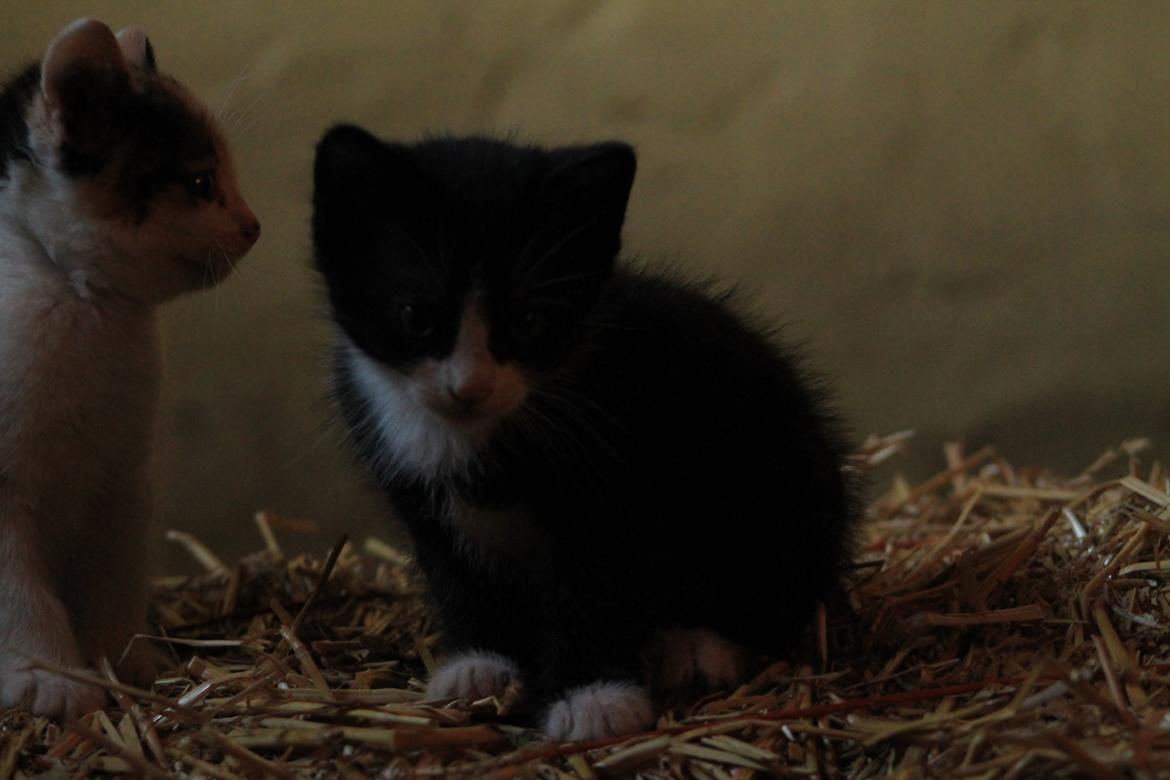 Huskat Figaro billede 14