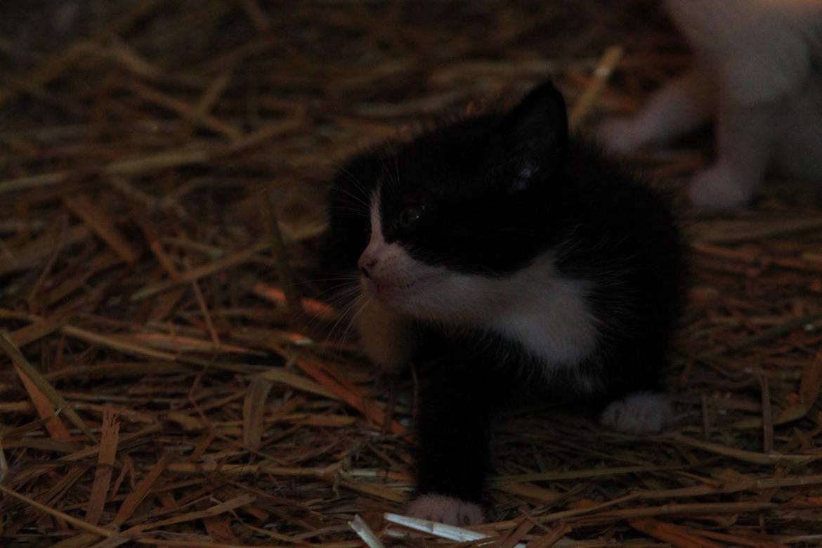 Huskat Figaro billede 10