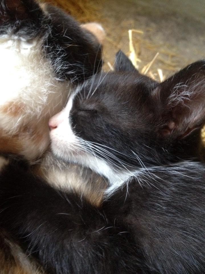 Huskat Figaro - 7 uger. Træt lille Figo <3 billede 1