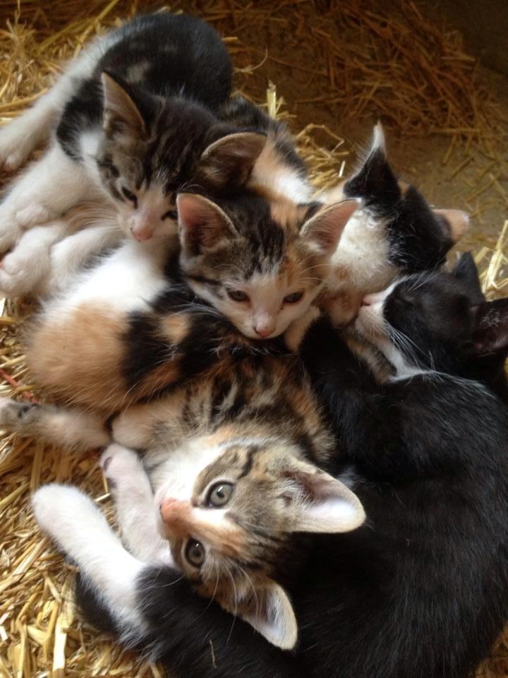 Huskat Figaro - Sover med sine søskende <3 billede 17